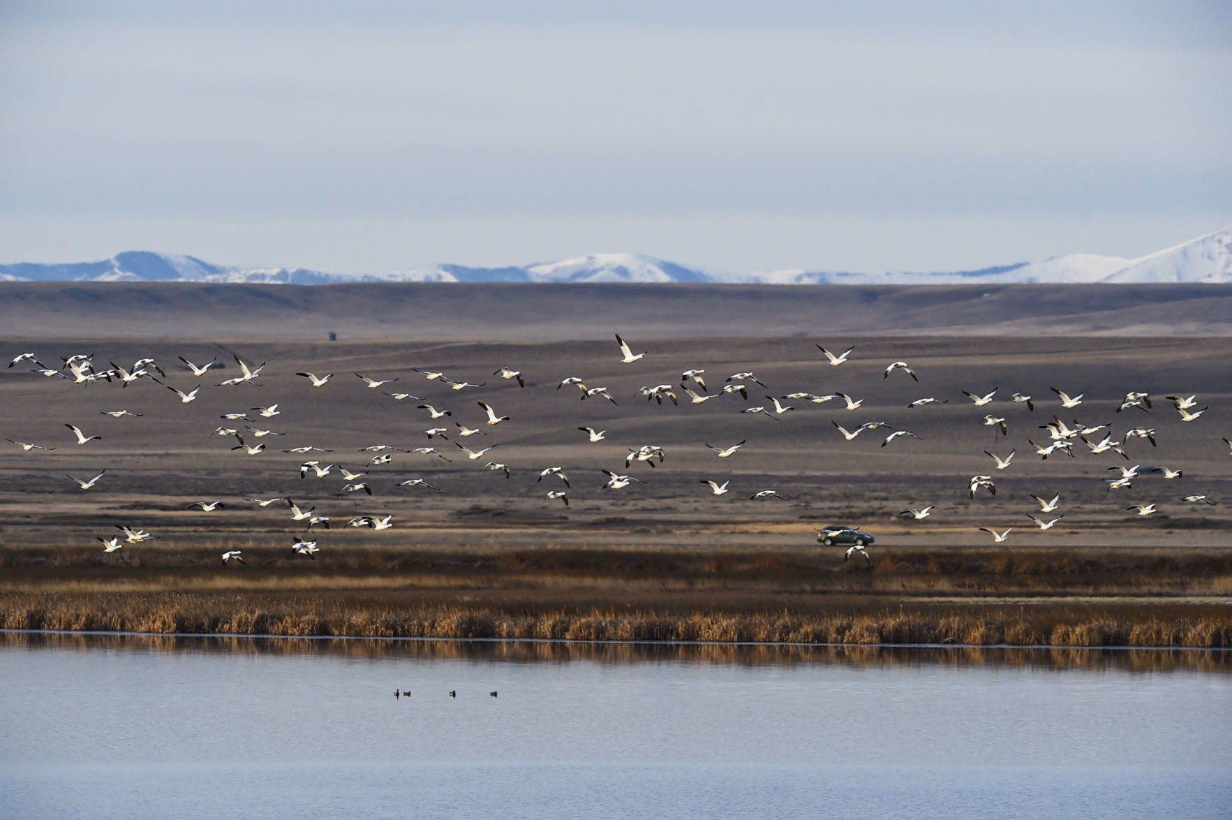 Freezout Lake Snow Goose Migration